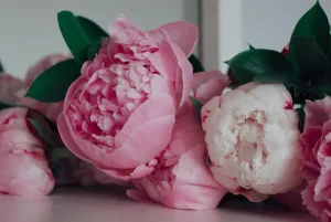 Premium peonies Dubai luxury flowers UAE