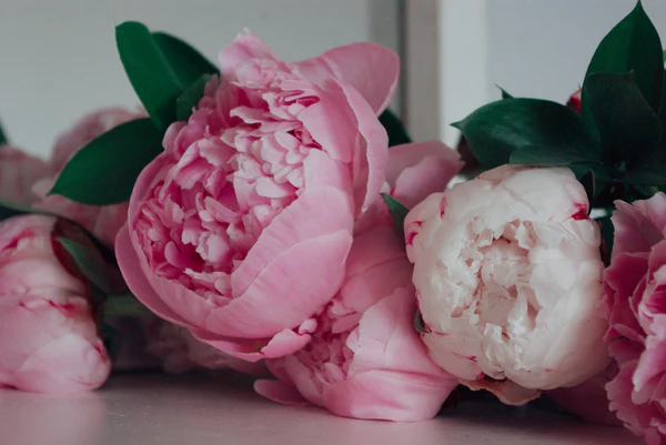 Premium peonies Dubai luxury flowers UAE